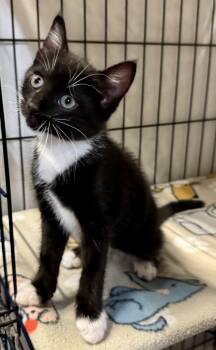 Ayu -  Domestic Short Hair Cat for Adoption in Centerville, Georgia - Ayu | PetCurious