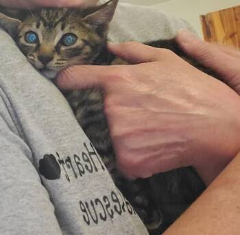 Rescue Domestic Short Hair Cats for Adoption in Philadelphia, Pennsylvania - Giovanni | PetCurious