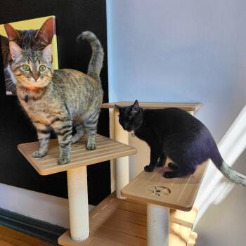 Domestic Short Hair Cats Available for Adoption in Stokesdale, North Carolina - Silas And Luna | PetCurious