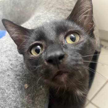 Free Range Mayhem -  Domestic Short Hair Cat for Adoption in Fort Lauderdale, Florida - Free Range Mayhem | PetCurious