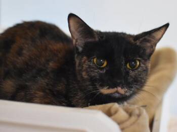 Sapphire Cashmere -  Domestic Short Hair Cat for Adoption in Portland, Oregon - Sapphire Cashmere | PetCurious