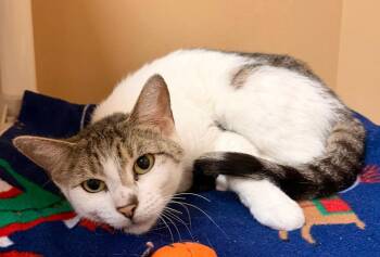 Rae Rae -  Domestic Short Hair Cat for Adoption in Ocala, Florida - Rae Rae | PetCurious