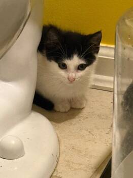 Mercury -  Domestic Short Hair Cat for Adoption - Mercury | PetCurious