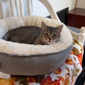 Yvette (pocket sized senior) -  Tabby Cat for Adoption in Huntington, New York - Yvette (pocket Sized Senior) | PetCurious