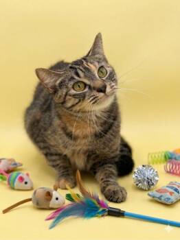 Domestic Short Hair Cats Available for Adoption - Raspberry | PetCurious