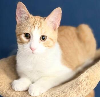 Blake -  Tabby and Domestic Short Hair Cat for Adoption in Harrisburg, Pennsylvania - Blake | PetCurious