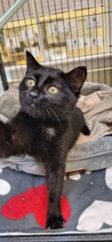 Anakin -  Domestic Short Hair Cat for Adoption in Vero Beach, Florida - Anakin | PetCurious