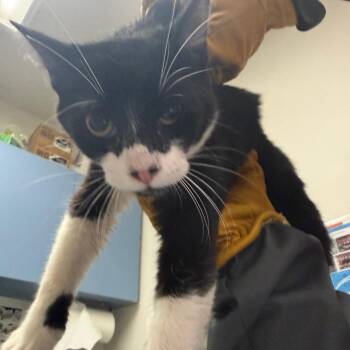 Wink -  Domestic Medium Hair Cat for Adoption in Charleston, West Virginia - Wink | PetCurious