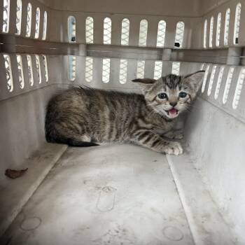 Arya -  Domestic Short Hair Cat Available for Adoption in Lake Jackson, Texas - Arya | PetCurious
