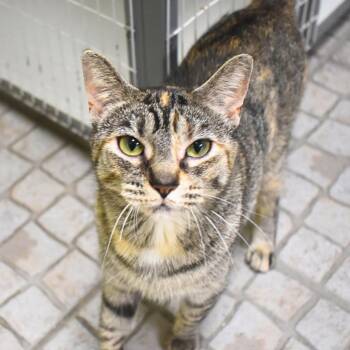 Domestic Short Hair Cats Available for Adoption - Scribbles | PetCurious