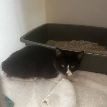 Cappuccino -  Domestic Short Hair Cat for Adoption in Burlington, Ontario - Cappuccino | PetCurious