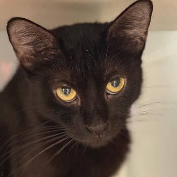 Domestic Short Hair Cats Available for Adoption - Annistyn | PetCurious