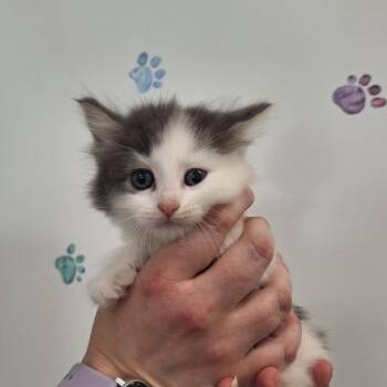 Amy Farrah Fowler -  Domestic Short Hair Cat for Adoption in Albert Lea, Minnesota - Amy Farrah Fowler | PetCurious