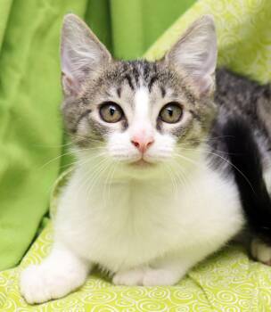 Domestic Short Hair Cats Available for Adoption - Fergus | PetCurious