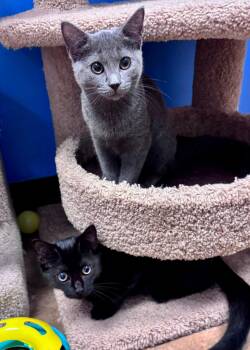 Nelly -  Domestic Short Hair Cat for Adoption in Hazlet, New Jersey - Nelly | PetCurious