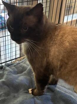 SAM -  Snowshoe Cat for Adoption in Elizabethton, Tennessee - SAM | PetCurious