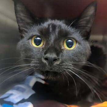 Domestic Short Hair Cats Available for Adoption in Springfield, Illinois - Mad Dog | PetCurious