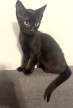 Severus Snape 3744 -  Domestic Short Hair Cat for Adoption in Dallas, Texas - Severus Snape 3744 | PetCurious