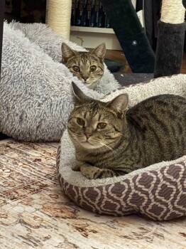 Bogart and Bronson -  Domestic Short Hair Cat for Adoption in Portland, Maine - Bogart And Bronson | PetCurious