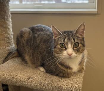 Domestic Short Hair Cats Available for Adoption - Boogie | PetCurious