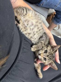 Happy -  Tabby Cat for Adoption in Hamilton, Ontario - Happy | PetCurious
