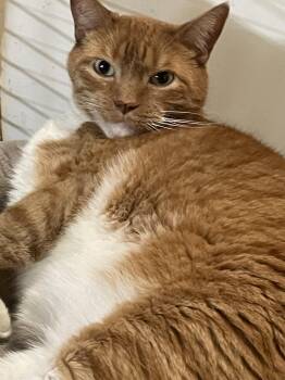 Danny -  Domestic Short Hair Cat for Adoption in Billings, Montana - Danny | PetCurious