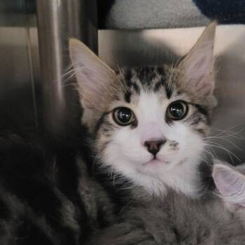 Kamikaze -  Domestic Short Hair Cat for Adoption in Las Vegas, Nevada - Kamikaze | PetCurious