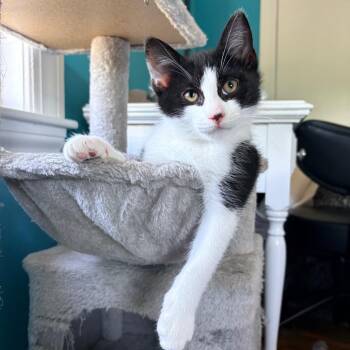 Inkblot -  Domestic Short Hair Cat for Adoption in Wakefield, Massachusetts - Inkblot | PetCurious
