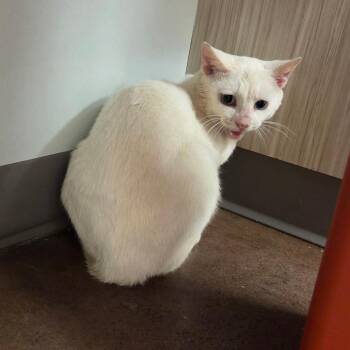 Mauna Kea -  Domestic Short Hair Cat for Adoption in Chattanooga, Tennessee - Mauna Kea | PetCurious