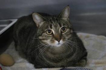Mia -  Domestic Short Hair Cat for Adoption in Brunswick, Georgia - Mia | PetCurious