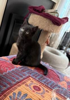 Millie -  Domestic Short Hair Cat for Adoption - Millie | PetCurious
