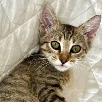 Olivia McAtee -  Domestic Short Hair and Tabby Cat for Adoption in Morrison, Colorado - Olivia McAtee | PetCurious