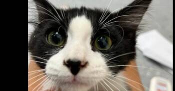 Domestic Short Hair Cats Available for Adoption in Dayton, Minnesota - Baby Bear | PetCurious
