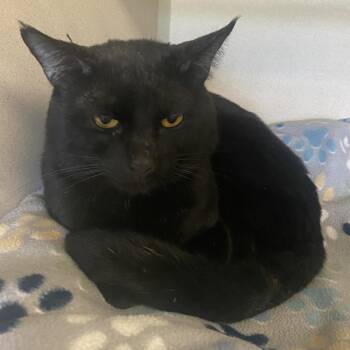 Batman -  Domestic Short Hair Cat for Adoption in Pagosa Springs, Colorado - Batman | PetCurious