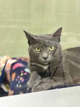 Maze -  Domestic Short Hair Cat for Adoption in Alexandria, Virginia - Maze | PetCurious