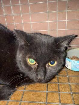 Rescue Domestic Short Hair Cats for Adoption in Sacramento, California - LYDIA | PetCurious