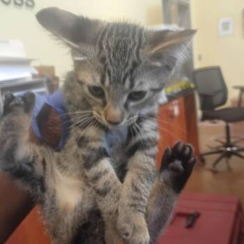 Arcturus -  Domestic Short Hair Cat for Adoption in Lynchburg, Virginia - Arcturus | PetCurious