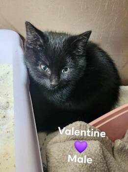 Domestic Short Hair Cats Available for Adoption - Valentine | PetCurious