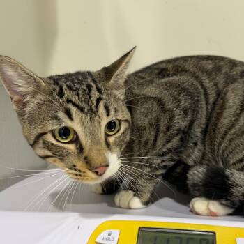 Frisco -  Domestic Short Hair Cat for Adoption in Tampa, Florida - Frisco | PetCurious
