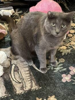 Handsome -  Domestic Short Hair Cat for Adoption in Meeker, Oklahoma - Handsome | PetCurious
