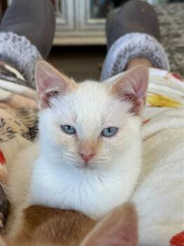 Domestic Short Hair Cats Available for Adoption in Fort Collins, Colorado - Daffodil | PetCurious