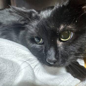 Spanky DeLane -  Domestic Short Hair Cat for Adoption in Tipp City, Ohio - Spanky DeLane | PetCurious