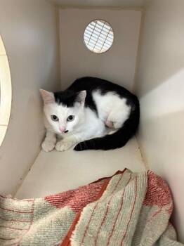 Domestic Short Hair Cats Available for Adoption in Jacksonville, Florida - SNOWQUEEN | PetCurious
