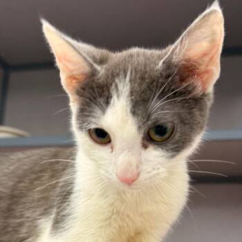 Domestic Short Hair Cats Available for Adoption in Evansville, Indiana - Prepotente | PetCurious
