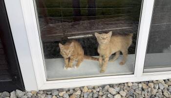Karo (w/ Syrup) -  Domestic Short Hair Cat for Adoption in Greenwich Township, New Jersey - Karo (w/ Syrup) | PetCurious