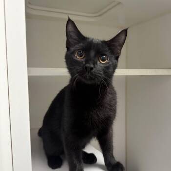 Flash -  Domestic Short Hair Cat for Adoption in Reisterstown, Maryland - Flash | PetCurious