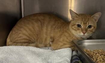 Ridgeback -  Domestic Short Hair Cat for Adoption in Chamblee, Georgia - Ridgeback | PetCurious