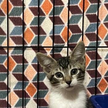 Ocean 8228 -  Domestic Short Hair Cat for Adoption in Boca Raton, Florida - Ocean 8228 | PetCurious