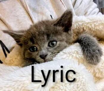 Rescue Domestic Short Hair Cats for Adoption in Binghamton, New York - Lyric | PetCurious