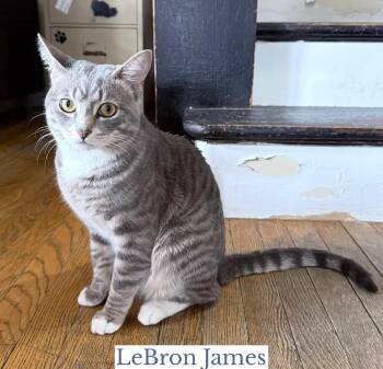 Rescue Domestic Short Hair Cats for Adoption in Berkeley Springs, West Virginia - LeBron James | PetCurious